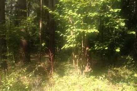 Лесной участок 2.7 га в  Маслово, Ильинское шосее