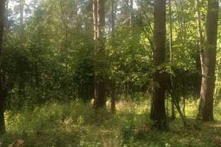Лесной участок 2.7 га в  Маслово, Ильинское шосее