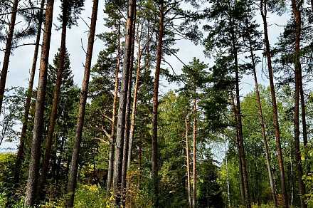 Лесной участок 14 га, бывший пионерлагерь 2700 кв. м. по Новорижскому шоссе