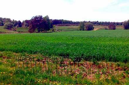 Участок СХ 5 га, МО, Ступинский р-н, д. Канищево