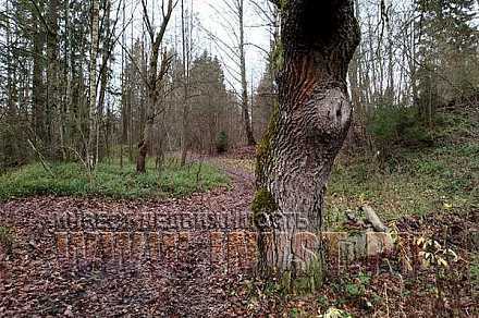 Земля 6 га под базу отдыха, Серпухов г.о., д. Арнеево