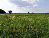 Сельскохозяйственная земля в Кузьмино 58 га