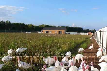 Фермерское хозяйство с птичником в Бильдино 152.9 га